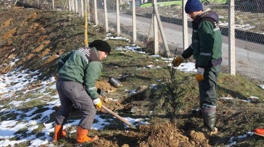Su Depoların &Ccedil;evresine 10 Bin Ağa&ccedil; Dikiliyor