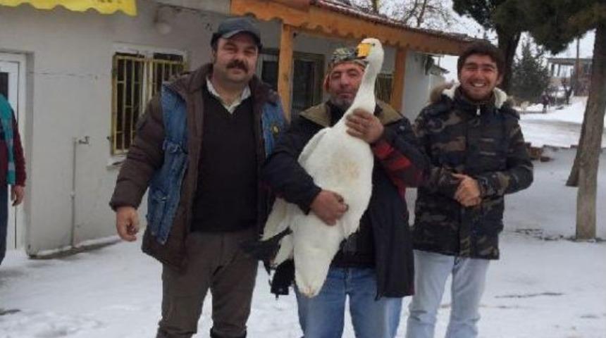 Yaralı Kuğuyu Avcılar Kurtardı