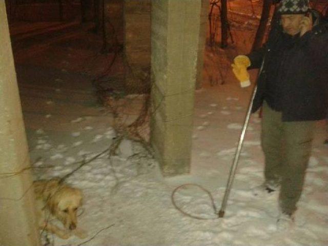 Yaralı Kuğuyu Avcılar Kurtardı 1