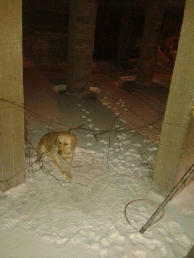 Yaralı Kuğuyu Avcılar Kurtardı 2