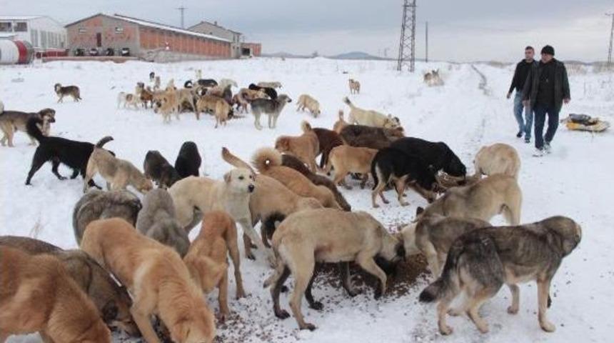 Sokak K&ouml;pekleri Yardım Bekliyor