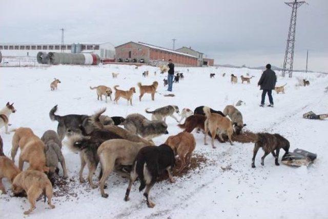 Sokak Köpekleri Yardım Bekliyor