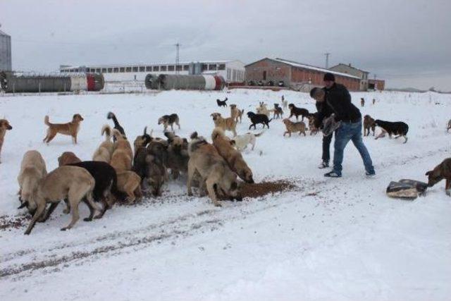 Sokak Köpekleri Yardım Bekliyor