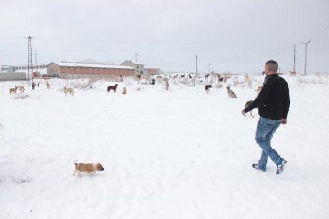 Sokak Köpekleri Yardım Bekliyor