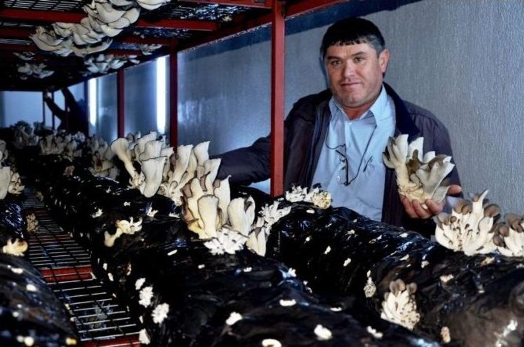 &Uuml;z&uuml;m&uuml; Bıraktı Mantar &Uuml;retimine Başladı