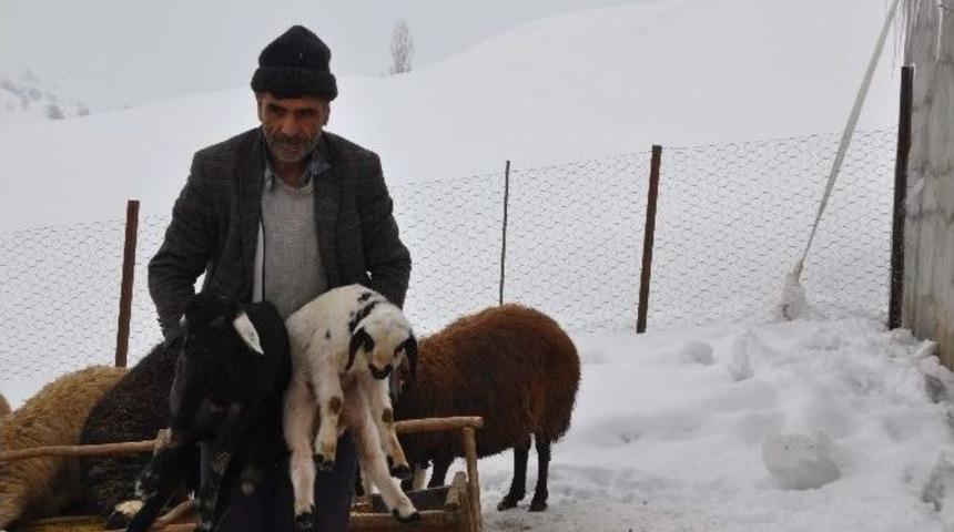 Erken Doğan Kuzular Y&uuml;zleri G&uuml;ld&uuml;rd&uuml;