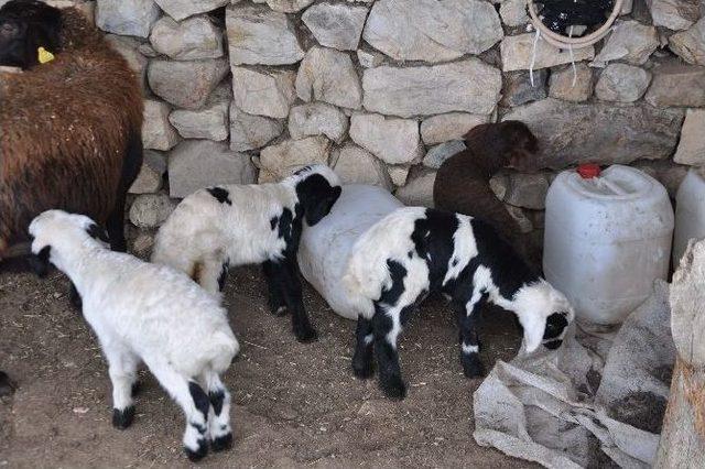 Erken Doğan Kuzular Yüzleri Güldürdü