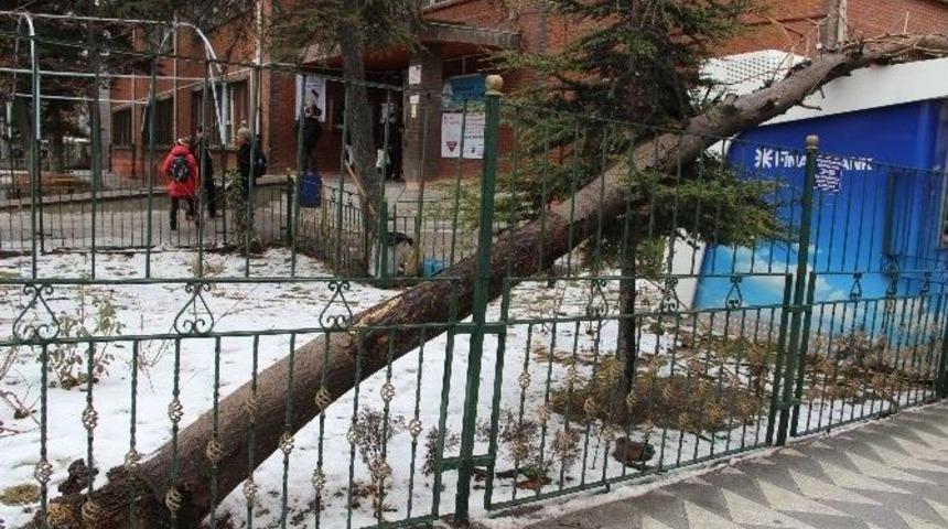 Eskişehir&rsquo;de Bir Okul Bah&ccedil;esindeki Ağa&ccedil; Devrildi