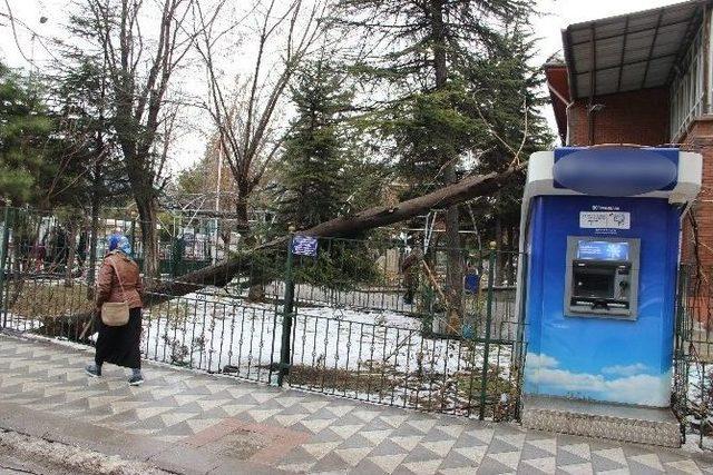 Eskişehir’de Bir Okul Bahçesindeki Ağaç Devrildi