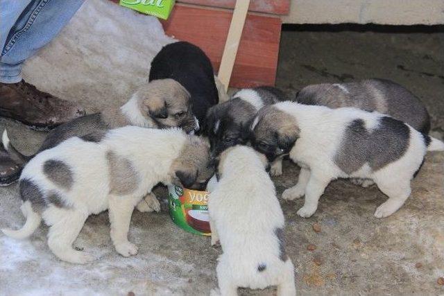 Hakkarili Gençten Örnek Davranış