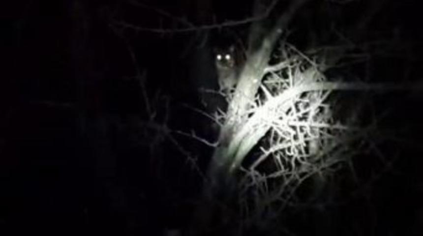 Sakarya&rsquo;da Yaban Kedisi G&ouml;r&uuml;ld&uuml;ğ&uuml; İddia Edildi