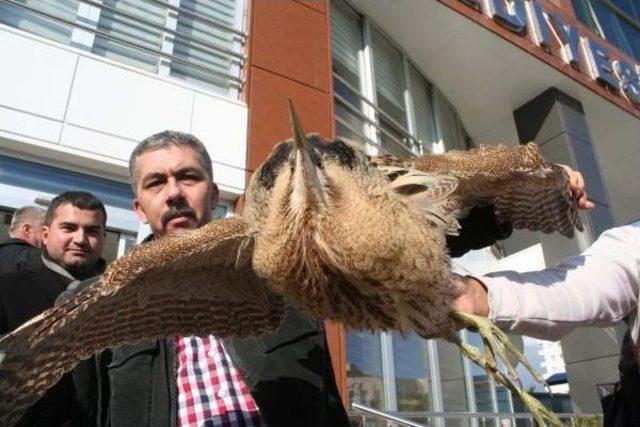 Nesli Tükenmekte Olan Balaban Kuşu, Açlıktan Bitkin Halde Bulundu