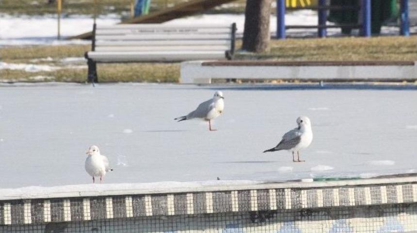 S&uuml;s Havuzları Buz Pistine D&ouml;n&uuml;şt&uuml;