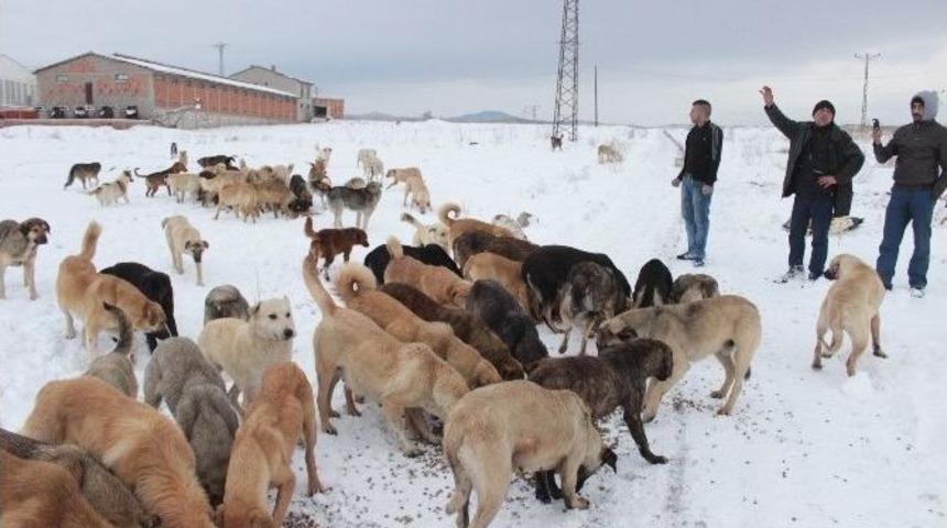 Tavşanlı&rsquo;da K&ouml;peklerin Soğuktan Ve A&ccedil;lıktan &Ouml;ld&uuml;ğ&uuml; İddiası