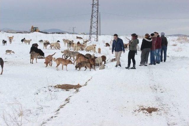 Tavşanlı’da Köpeklerin Soğuktan Ve Açlıktan Öldüğü İddiası