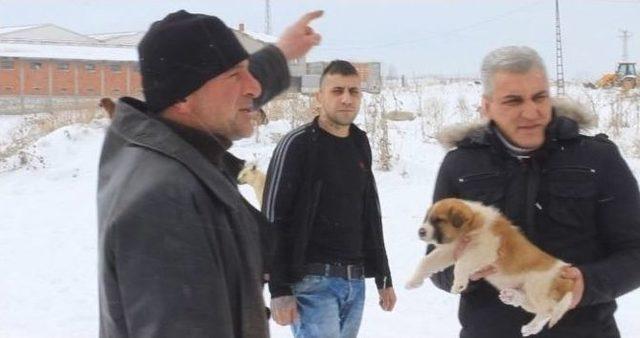 Tavşanlı’da Köpeklerin Soğuktan Ve Açlıktan Öldüğü İddiası