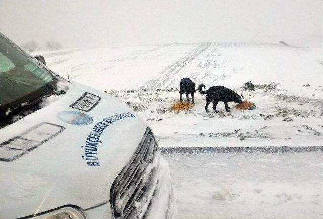 Büyükçekmece Belediyesi Kar Sınavını Başarıyla Geçti