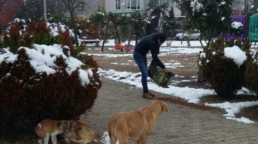İzmit&rsquo;te Sahipsiz Hayvanlara Mama Desteği