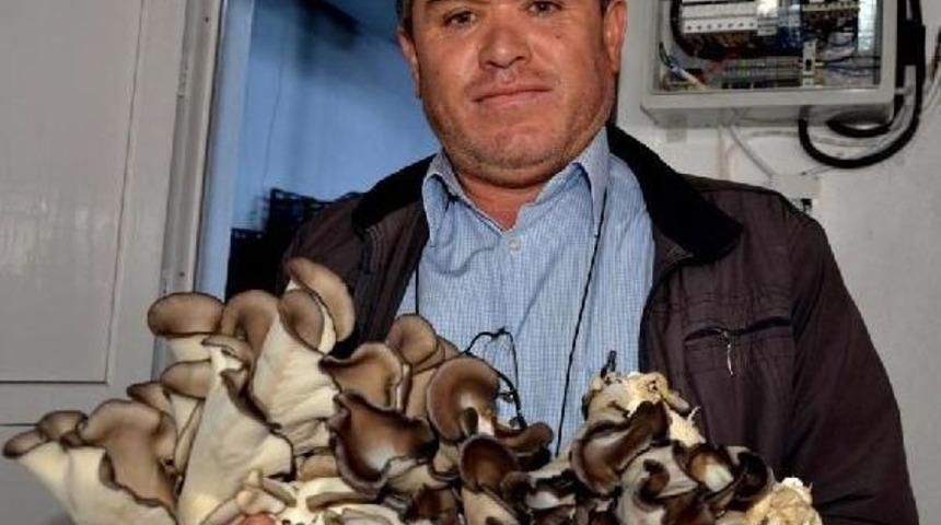 İstiridye Mantarı &Uuml;retimiyle Y&uuml;z&uuml; G&uuml;ld&uuml;