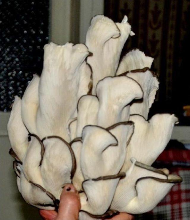 İstiridye Mantarı &Uuml;retimiyle Y&uuml;z&uuml; G&uuml;ld&uuml; 1