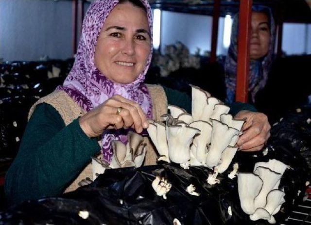 İstiridye Mantarı &Uuml;retimiyle Y&uuml;z&uuml; G&uuml;ld&uuml; 2