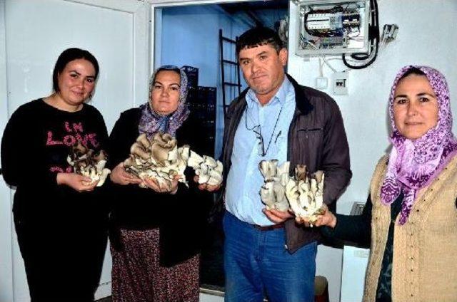 İstiridye Mantarı &Uuml;retimiyle Y&uuml;z&uuml; G&uuml;ld&uuml; 3