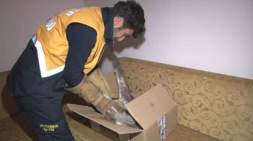 Yaralı Martıya Veteriner M&uuml;dahalesi