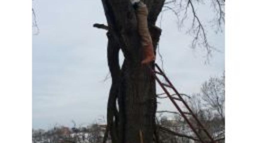 Ağa&ccedil; Budarken Feci &Ouml;l&uuml;m