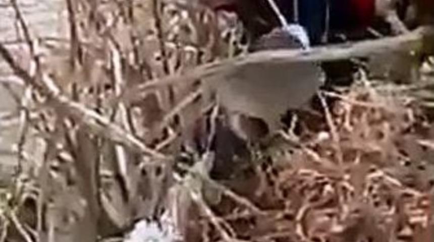 G&uuml;nlerce Boynuna Ge&ccedil;en Bidonla Dolaşan K&ouml;peği İtfaiye Kurtardı