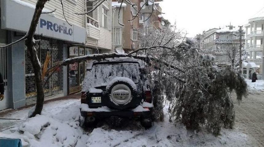 &Ccedil;am Ağacı Aracın &Uuml;zerine Devrildi