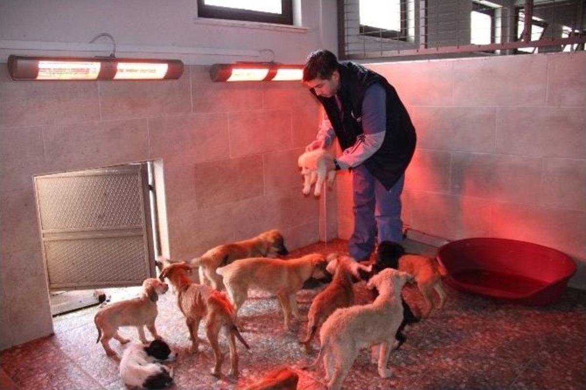 Donma Tehlikesi Ge&ccedil;iren Sokak Hayvanlarına Otel Sıcaklığı