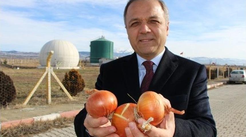 &Ccedil;&uuml;r&uuml;yen &lsquo;kırmızı Altın&rsquo; Elektriğe D&ouml;n&uuml;şecek