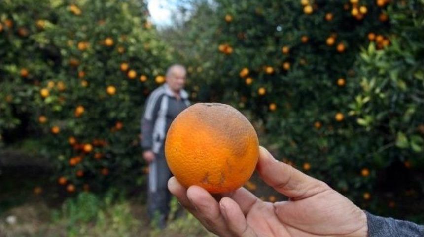 Kışın Vazge&ccedil;ilmezi Portakalı Don Vurdu