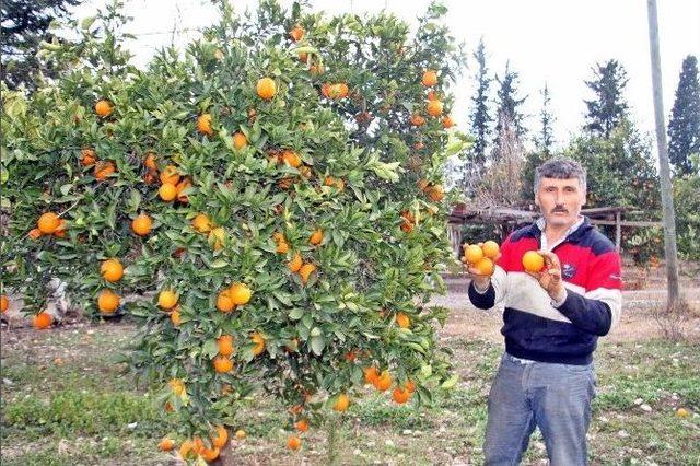 Kışın Vazgeçilmezi Portakalı Don Vurdu