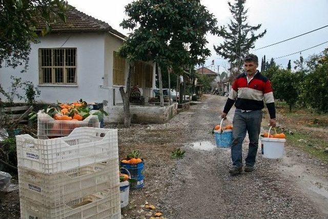 Kışın Vazge&ccedil;ilmezi Portakalı Don Vurdu 3