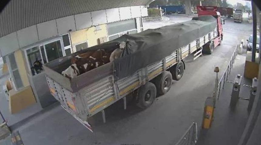 Limanda Akıl Almaz Dolandırıcılık: 48 Dana Çalındı