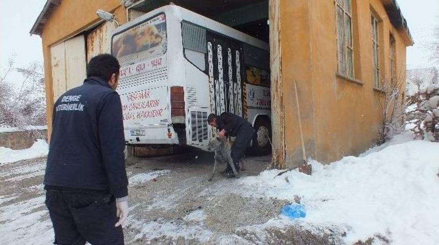 Malazgirt&rsquo;te Sokak K&ouml;pekleri Kısırlaştırılıyor