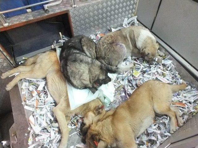 Malazgirt&rsquo;te Sokak K&ouml;pekleri Kısırlaştırılıyor 1