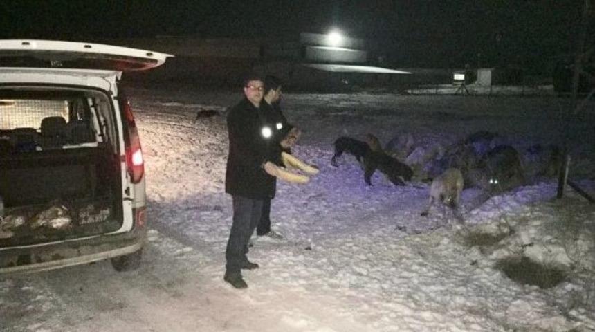 Zabıta Ekiplerinden Sokak Hayvanlarına Yiyecek Desteği