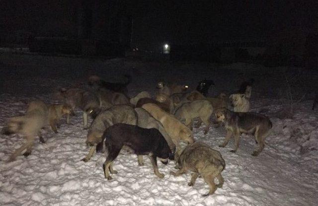 Zabıta Ekiplerinden Sokak Hayvanlarına Yiyecek Desteği