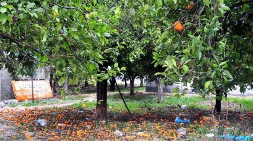 Yağmurda D&ouml;k&uuml;len Portakal Bah&ccedil;ede Kaldı