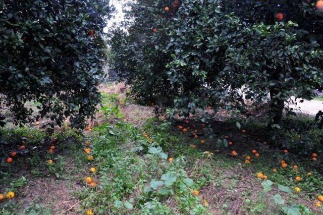 Yağmurda D&ouml;k&uuml;len Portakal Bah&ccedil;ede Kaldı 2