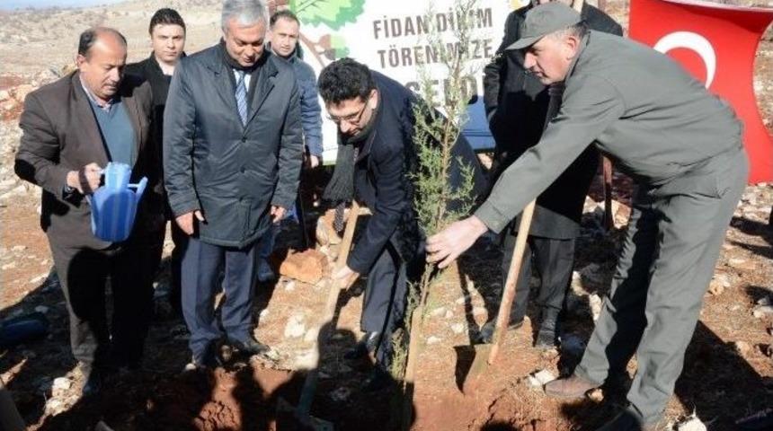 30 Bin Adet Fıstık Fidanı Toprakla Buluştu