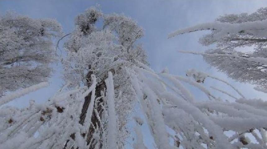 Kırağı Tutan Ağa&ccedil;lar Tablo Gibi