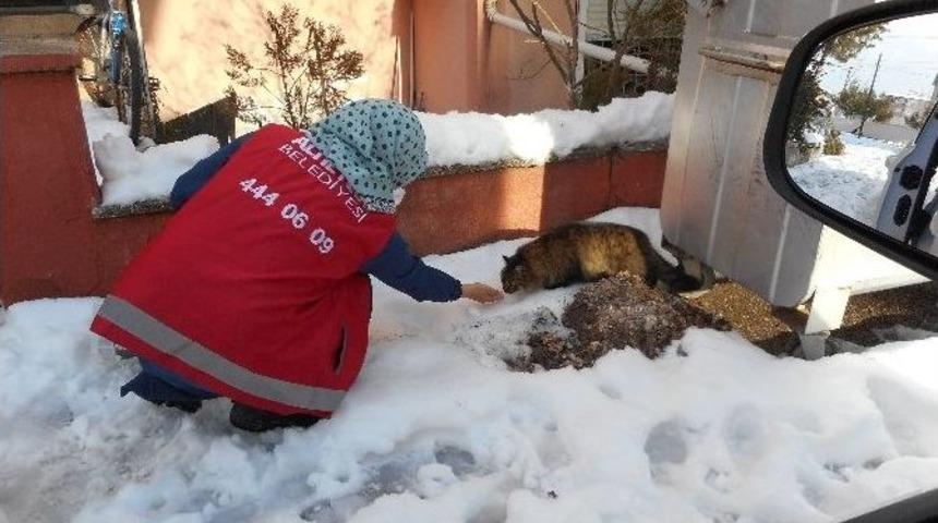Sokak Hayvanlarına Altıeyl&uuml;l Şefkati