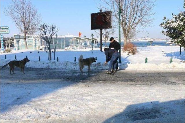 Marmaraereğlisi&rsquo;nde Karla M&uuml;cadelede Sokak Hayvanları Unutulmadı 1