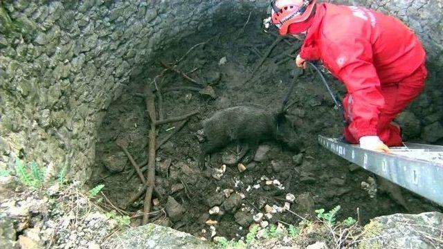 Kuyuya D&uuml;şen Domuz İ&ccedil;in Seferber Oldular 1
