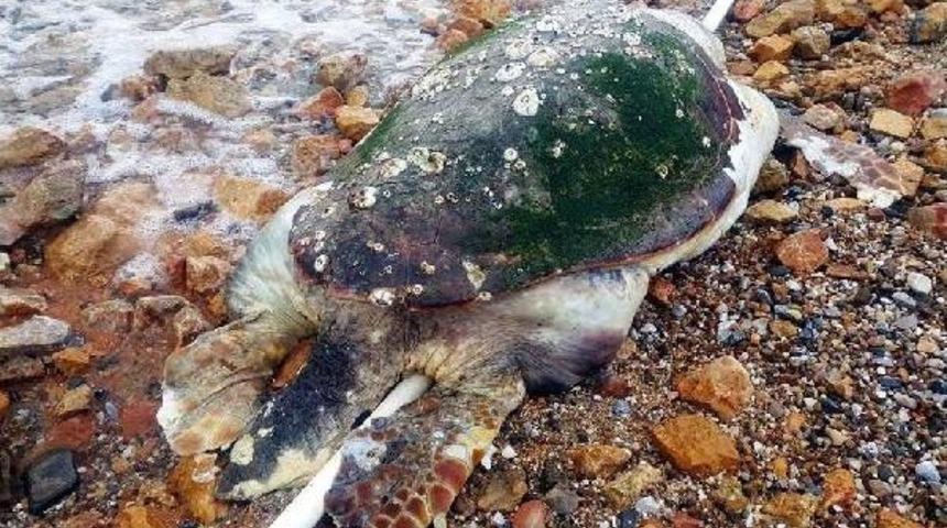 Bodrum'da &Ouml;l&uuml; Caretta Caretta Bulundu