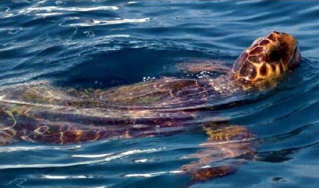 Bodrum'da Ölü Caretta Caretta Bulundu