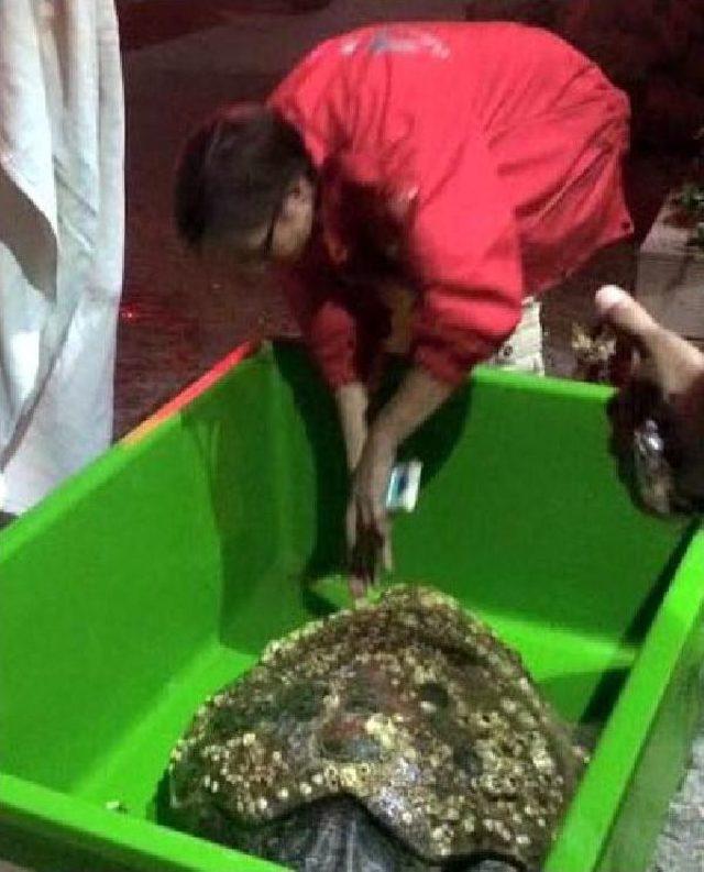 Bodrum'da Ölü Caretta Caretta Bulundu